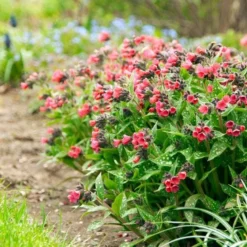Pulmonaria 'Shrimps On The Barbie' 8 Pulmonaria 'Shrimps On The Barbie' -Tree Bower Sales x600 34451