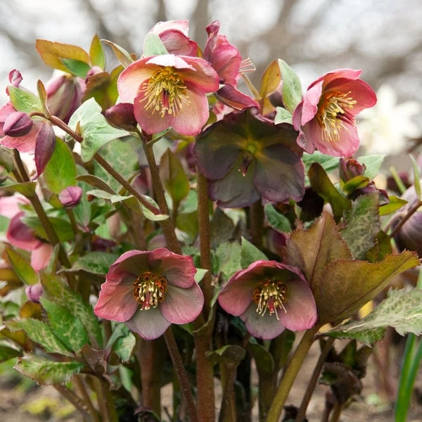 Helleborus Frostkiss® Penny's Pink 4 Helleborus Frostkiss® Penny's Pink - Image 4