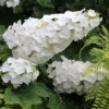 Hydrangea Quercifolia Gatsby Gal®