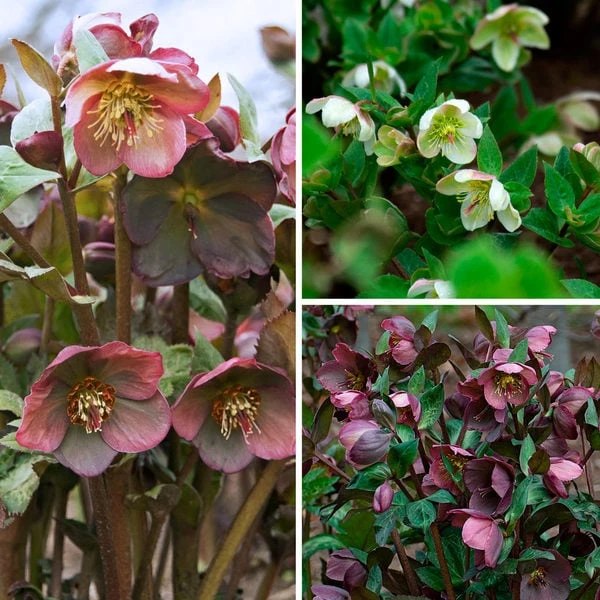 Snow Chaser Hellebore Trio 1 Snow Chaser Hellebore Trio