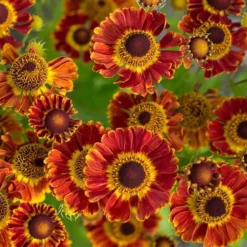 Season's Farewell Collection 10 Season's Farewell Collection -Tree Bower Sales x600 34782