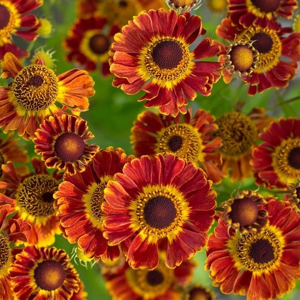 Season's Farewell Collection 4 Season's Farewell Collection - Image 4