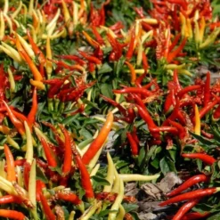 Season's Farewell Collection 9 Season's Farewell Collection -Tree Bower Sales x600 34783