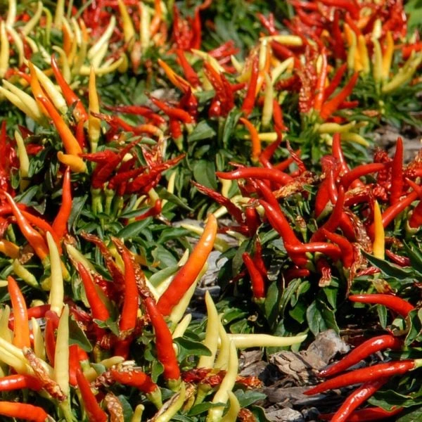 Season's Farewell Collection 3 Season's Farewell Collection - Image 3