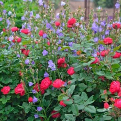 Rose Oso Easy® Double Red -Tree Bower Sales x600 34787