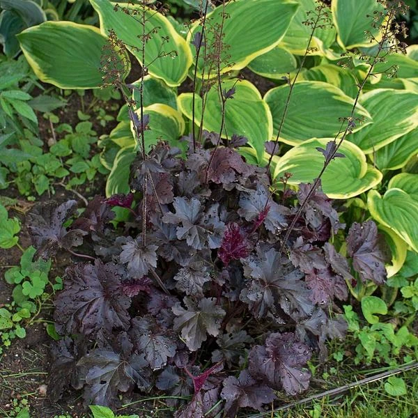 Heuchera 'Obsidian' 4 Heuchera 'Obsidian' - Image 4