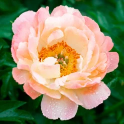 Peony 'Coral Charm' -Tree Bower Sales x600 34835