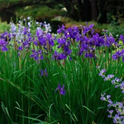 Iris Sibirica 'Caesar's Brother' -Tree Bower Sales x600 34839