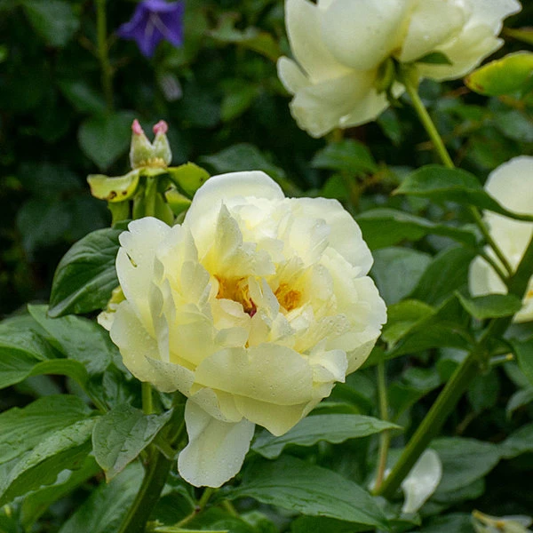 Peony 'Lemon Chiffon' 5 Peony 'Lemon Chiffon' - Image 5