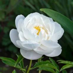 Peony 'Moonstone' -Tree Bower Sales x600 34843