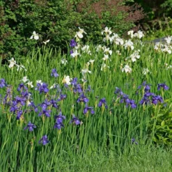 Wings Over Water Siberian Iris Collection -Tree Bower Sales x600 34844