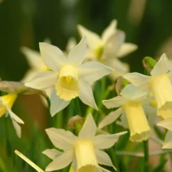 Award-winning Miniature Daffodils -Tree Bower Sales x600 34849