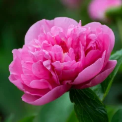 Peony 'Carnation Bouquet' -Tree Bower Sales x600 34863