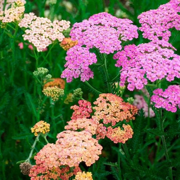 Achillea Millefolium Colorado Mix 1 Achillea Millefolium Colorado Mix