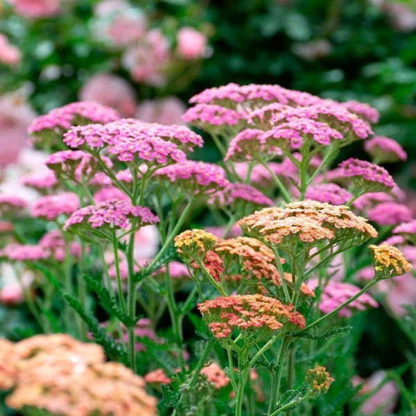 Achillea Millefolium Colorado Mix 2 Achillea Millefolium Colorado Mix - Image 2