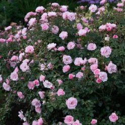 Rose Bonica® 9 Rose Bonica® -Tree Bower Sales x600 34909