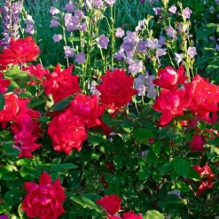 Rose Double Knock Out® -Tree Bower Sales x600 34918