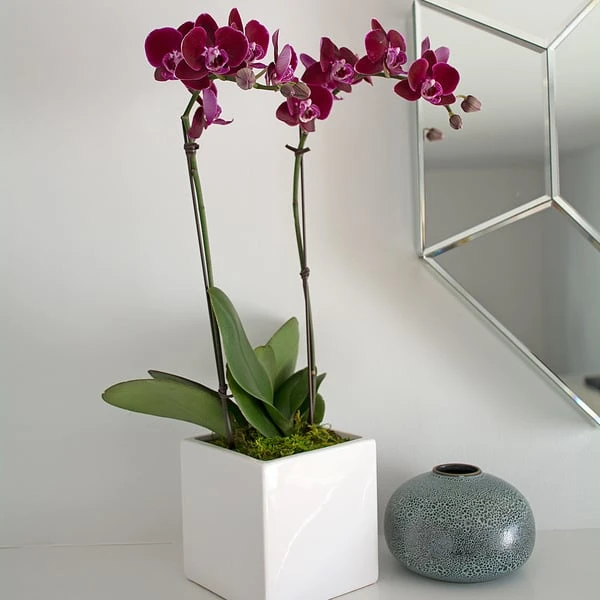 Burgundy Compact Moth Orchids In 5" Ceramic Cachepot 2 Burgundy Compact Moth Orchids In 5" Ceramic Cachepot - Image 2