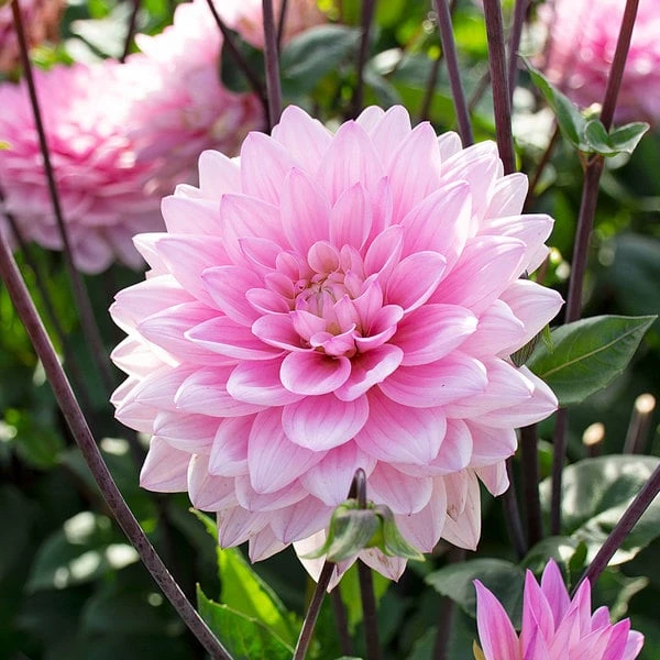 Dahlia 'Karma Prospero' 2 Dahlia 'Karma Prospero' - Image 2