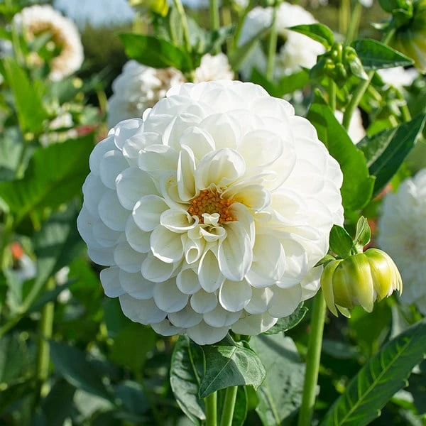 Dahlia 'Boom Boom White' 1 Dahlia 'Boom Boom White'