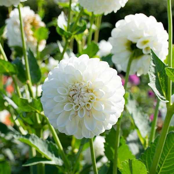 Dahlia 'Boom Boom White' 2 Dahlia 'Boom Boom White' - Image 2
