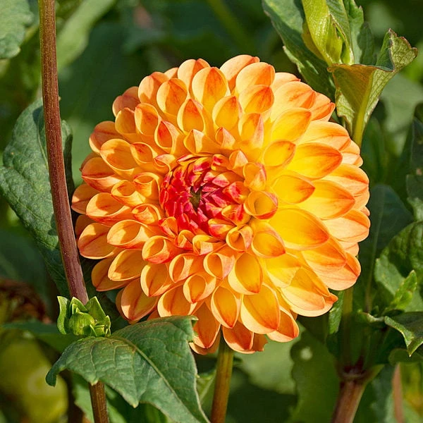 Dahlia 'Jowey Chantal' 2 Dahlia 'Jowey Chantal' - Image 2