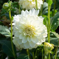 Dahlia 'Caramel Antique' -Tree Bower Sales x600 35184