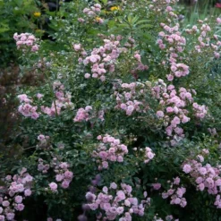 Rose 'The Fairy' -Tree Bower Sales x600 35274