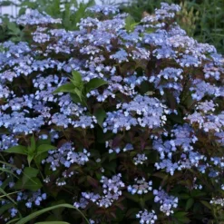 Hydrangea Serrata Tiny Tuff Stuff™ - 1 Gallon Pot 7 Hydrangea Serrata Tiny Tuff Stuff™ - 1 Gallon Pot -Tree Bower Sales x600 35276