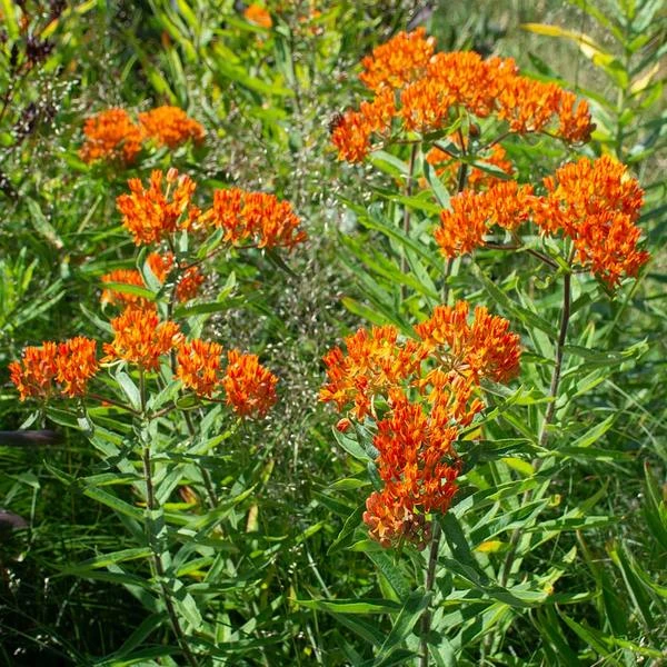 Asclepias Tuberosa 2 Asclepias Tuberosa - Image 2