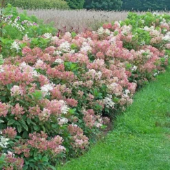 Hydrangea Paniculata Little Quick Fire® 15 Hydrangea Paniculata Little Quick Fire® -Tree Bower Sales x600 35312