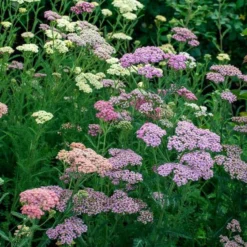 Achillea Millefolium Colorado Mix 9 Achillea Millefolium Colorado Mix -Tree Bower Sales x600 35348