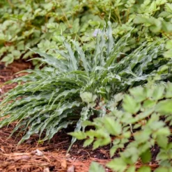 Hosta 'Silly String' -Tree Bower Sales x600 35353