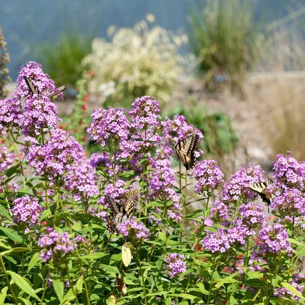 Phlox Paniculata 'Jeana' 2 Phlox Paniculata 'Jeana' - Image 2