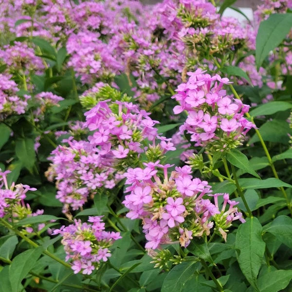 Phlox Paniculata 'Jeana' 3 Phlox Paniculata 'Jeana' - Image 3