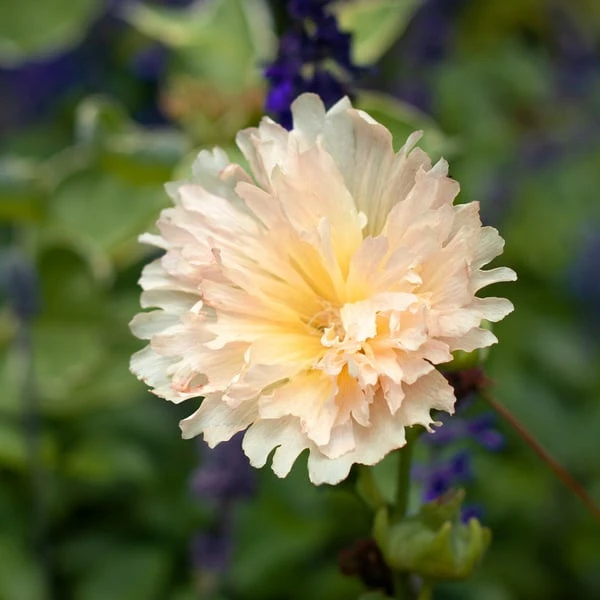 Alcea Rosea Spring Celebrities™ 'Apricot' 1 Alcea Rosea Spring Celebrities™ 'Apricot'