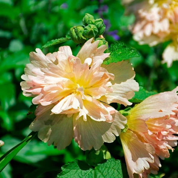 Alcea Rosea Spring Celebrities™ 'Apricot' 2 Alcea Rosea Spring Celebrities™ 'Apricot' - Image 2
