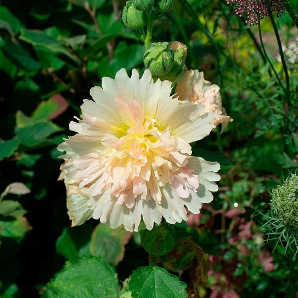Alcea Rosea Spring Celebrities™ 'Apricot' 3 Alcea Rosea Spring Celebrities™ 'Apricot' - Image 3