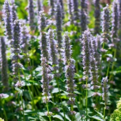 Agastache 'Blue Fortune' -Tree Bower Sales x600 35564