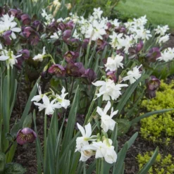 Narcissus 'Thalia' -Tree Bower Sales x600 35684