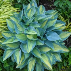 Hosta 'June' 8 Hosta 'June' -Tree Bower Sales x600 35764