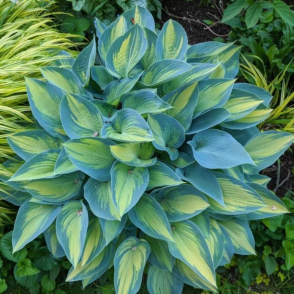 Hosta 'June' 4 Hosta 'June' - Image 4