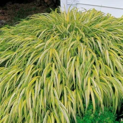 Ornamental Grass: Hakonechloa Macra 'Aureola' -Tree Bower Sales x600 35790