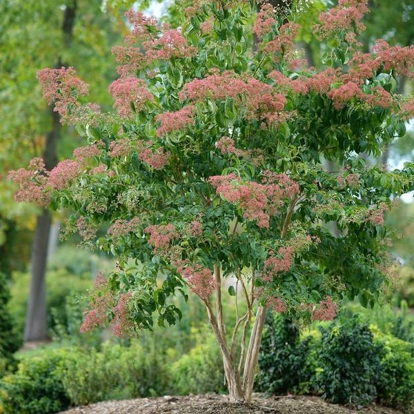 Heptacodium Miconioides Temple Of Bloom® 1 Heptacodium Miconioides Temple Of Bloom®