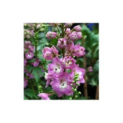 Delphinium 'Centurion Rose Shades'