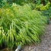 Ornamental Grass: Hakonechloa Macra 'Aureola'
