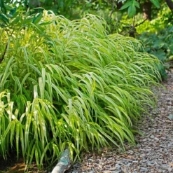 Ornamental Grass: Hakonechloa Macra 'Aureola'