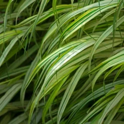 Ornamental Grass: Hakonechloa Macra 'Aureola' -Tree Bower Sales x600 35961