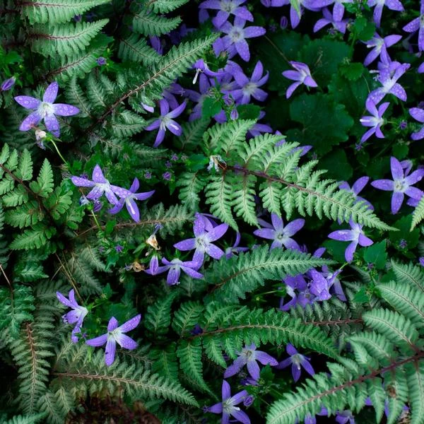Campanula Poscharskyana 'Blue Gown' 3 Campanula Poscharskyana 'Blue Gown' - Image 3