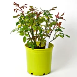 Rose Julia Child™ -Tree Bower Sales x600 36118